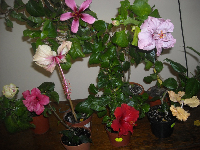 Hibiscus grup