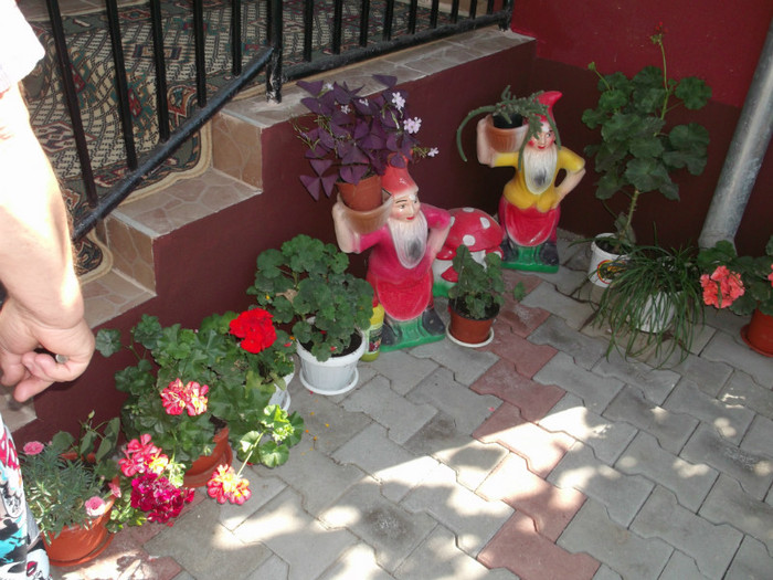 Picture 4674 - FLORI DIVERSE