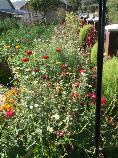 Picture 4681 - FLORI DIVERSE