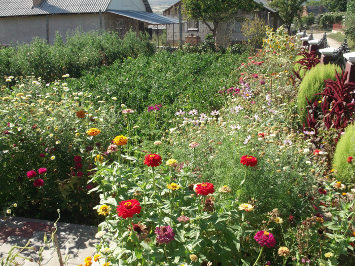 Picture 4682 - FLORI DIVERSE