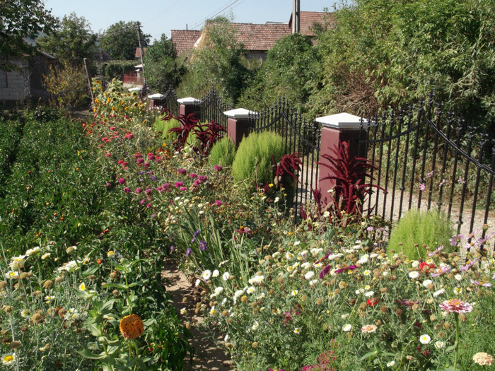 Picture 4683 - FLORI DIVERSE