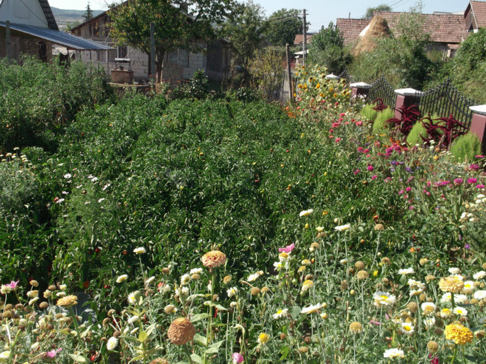 Picture 4684 - FLORI DIVERSE