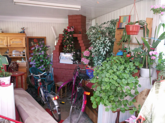 Picture 4693 - FLORI DIVERSE