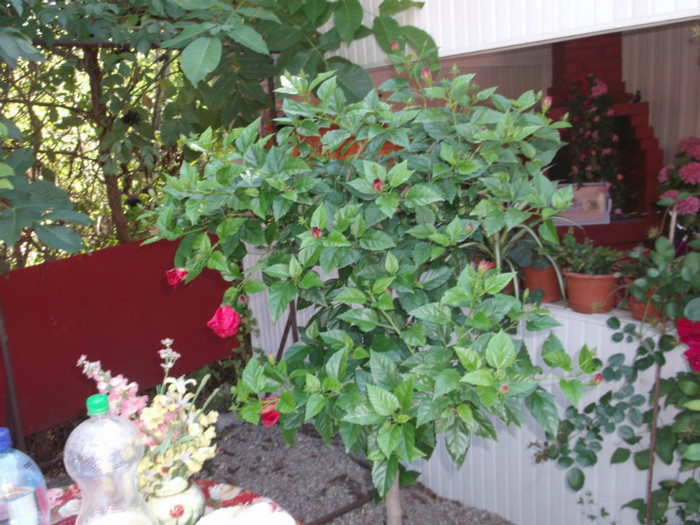 Picture 4696 - FLORI DIVERSE