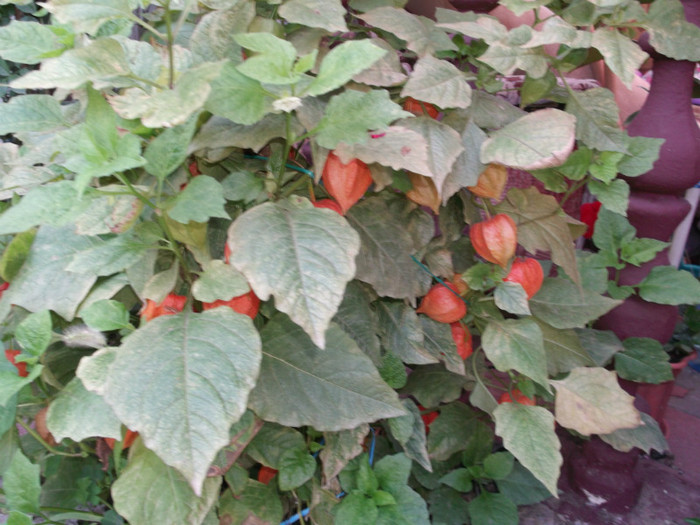 phissalis - FLORI DIVERSE