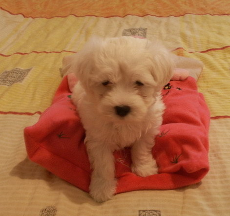 Sely Bichon Maltese - Bichon Maltese