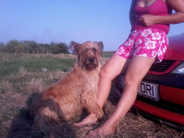 Briard Ciobanesc de Brie; Yvo la Timis 31 8.2012 ...2004_2012
