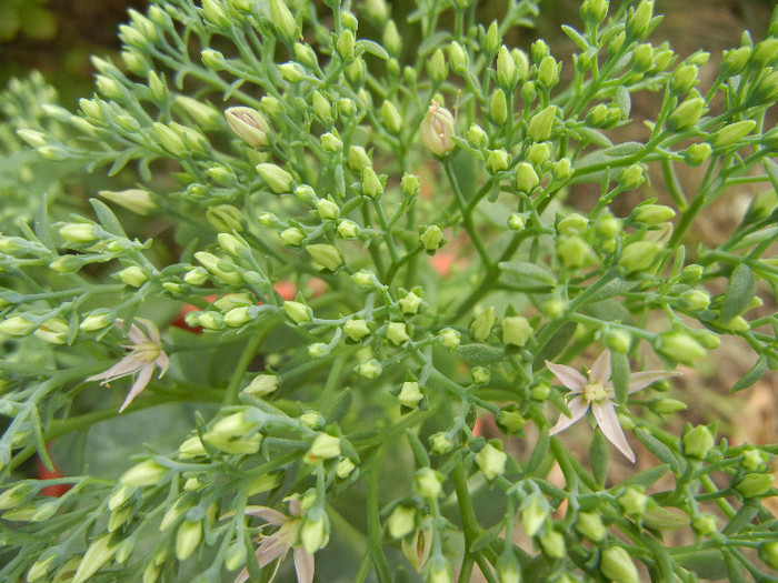 Showy Stonecrop (2012, Sep.07) - Hylotelephium spectabile