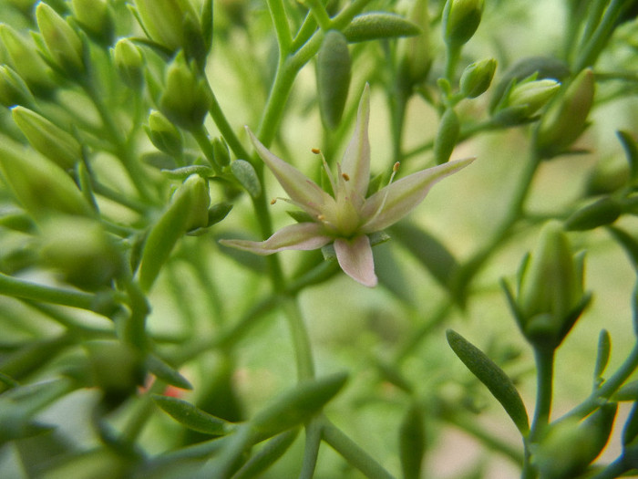 Showy Stonecrop (2012, Sep.07) - Hylotelephium spectabile