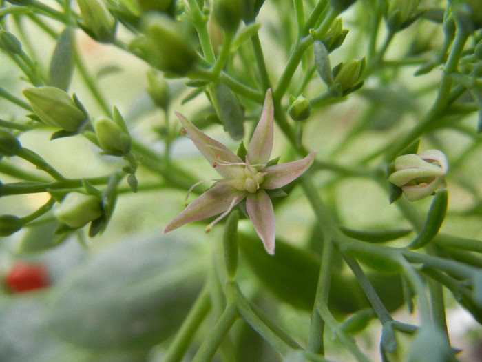 Showy Stonecrop (2012, Sep.07) - Hylotelephium spectabile