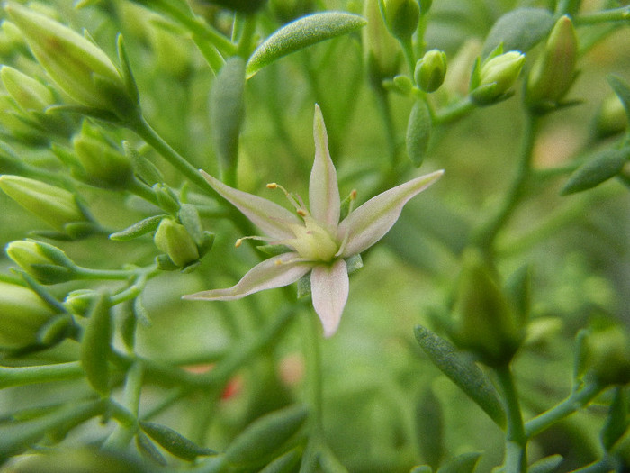 Showy Stonecrop (2012, Sep.07) - Hylotelephium spectabile