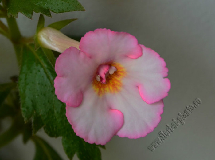 Achimenes Amour - ACHIMENES II