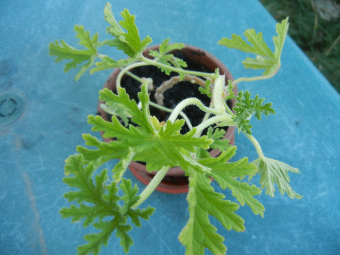 Nora Scented Geranium (2012, Sep.01) - Geranium Nora Scented