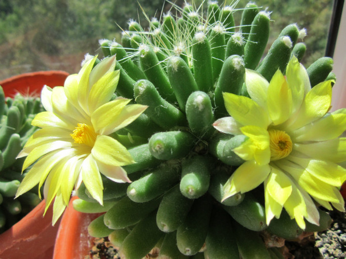 Mammillaria longimamma