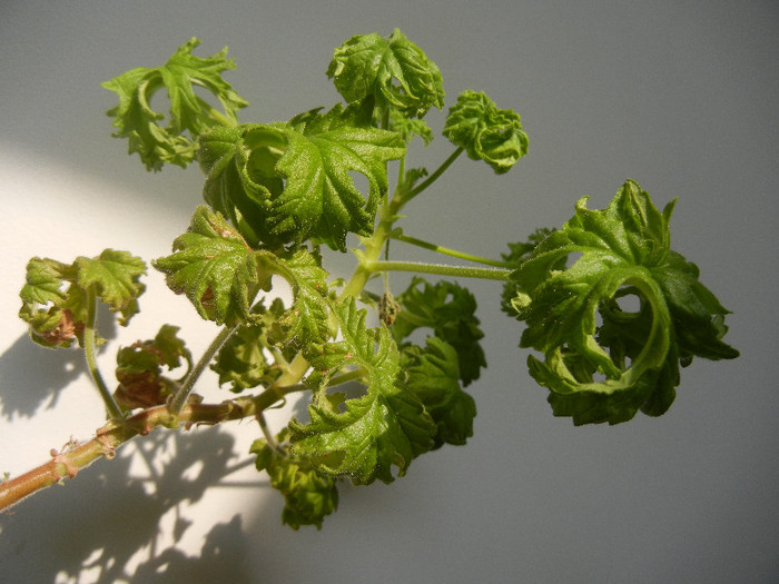 Geranium Lemon Fresh (2012, Sep.07)