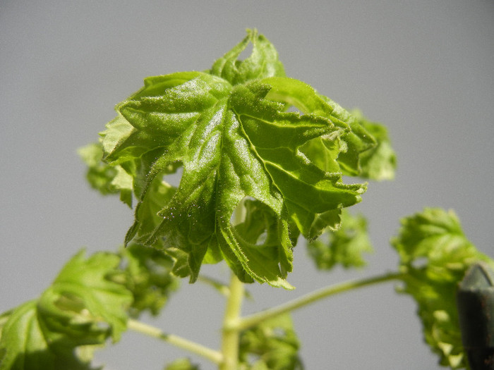 Geranium Lemon Fresh (2012, Sep.07) - Geranium Lemon Fresh