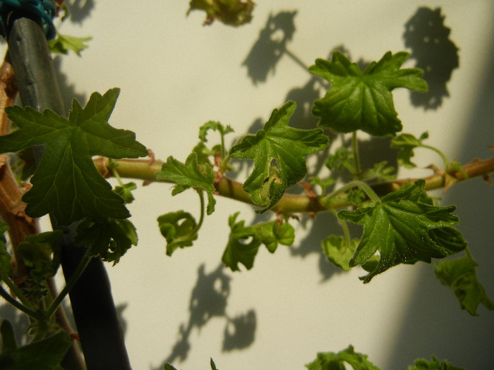 Geranium Lemon Fresh (2012, Sep.07)