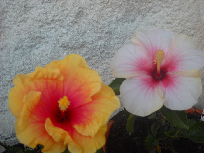 Duett intr-o zi!! 6 Septembrie - HIBISCUS - 2012