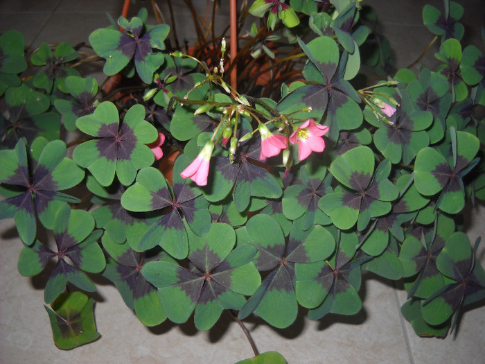 Deppei Iron cross - Oxalis-2012-2013