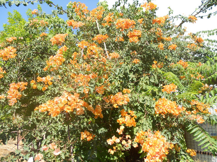 bouga portocalie - diverse plante