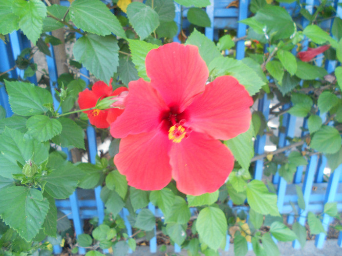 hibiscus rosu simplu - diverse plante