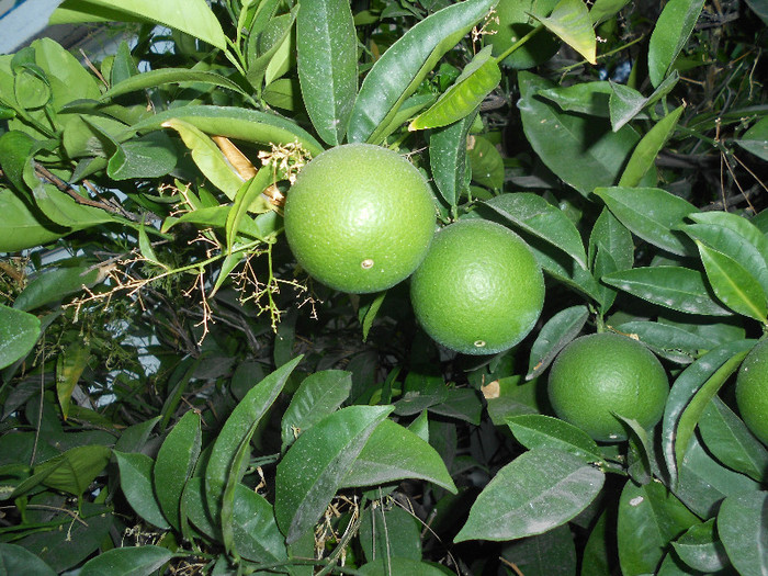 portocal - diverse plante