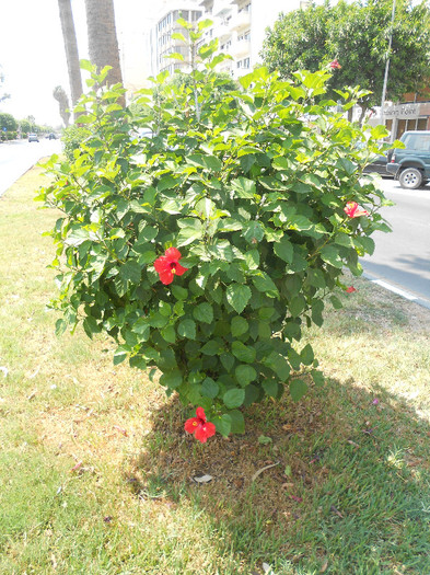 hibiscus rosu simplu - diverse plante