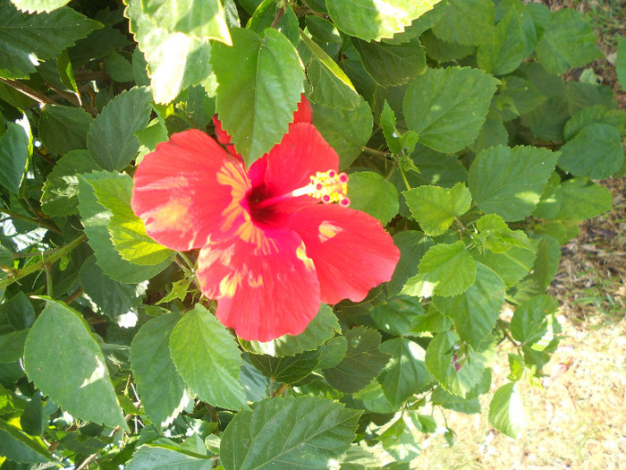 hibiscus rosu simplu - diverse plante