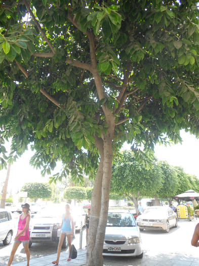 ficus