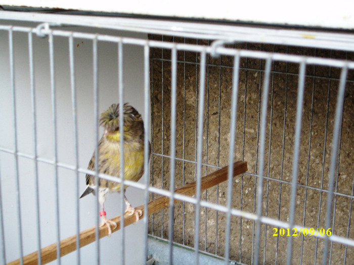 glosterita - CANARI LA CUIB-2012