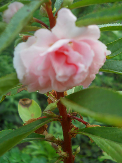 DSCN3259