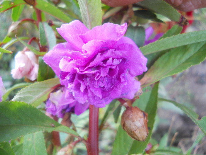 DSCN3260
