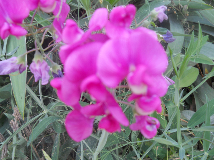 DSCN3262