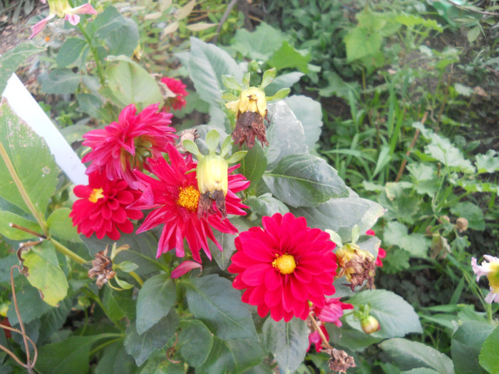 DSCN3263