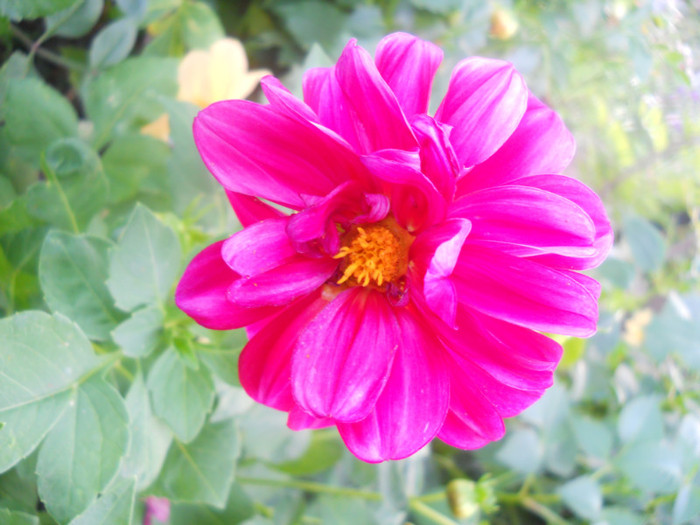 DSCN3269
