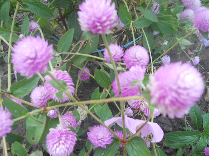 DSCN3301