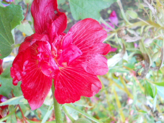 DSCN3316