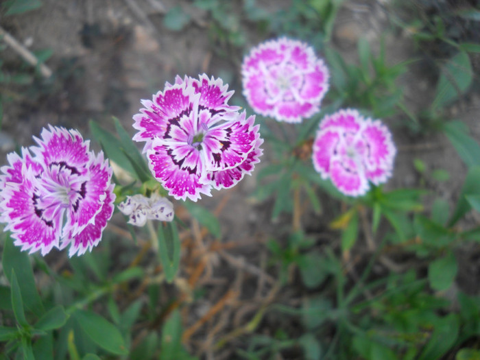 DSCN3318