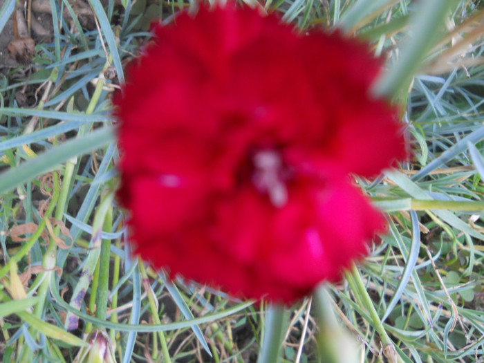 DSCN3320