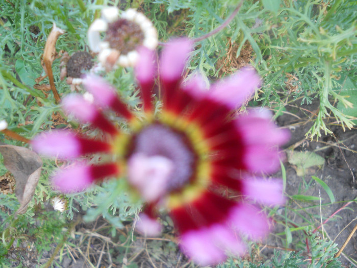 DSCN3324