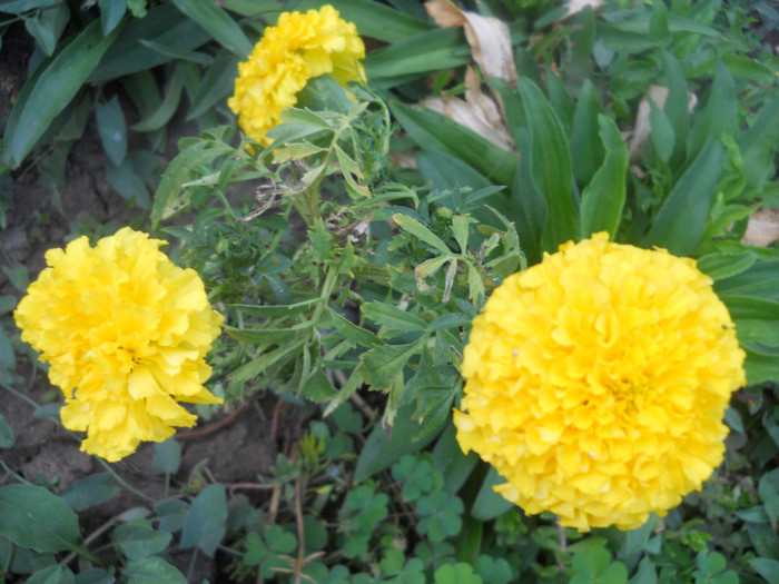 DSCN3325