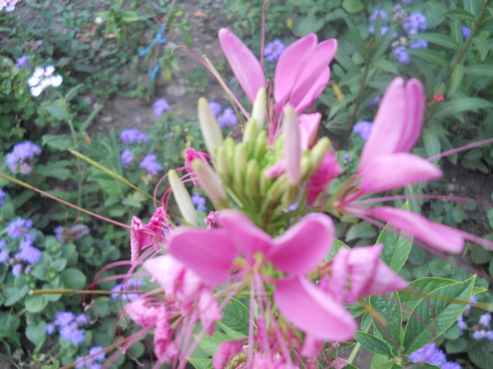 DSCN3326