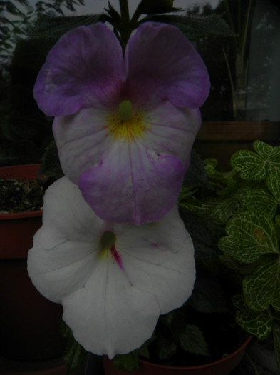 Crackerjack - Achimenes