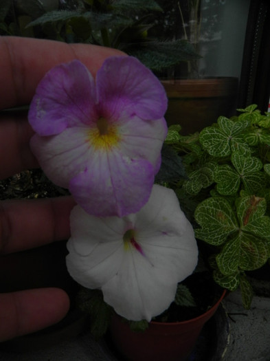  - Achimenes