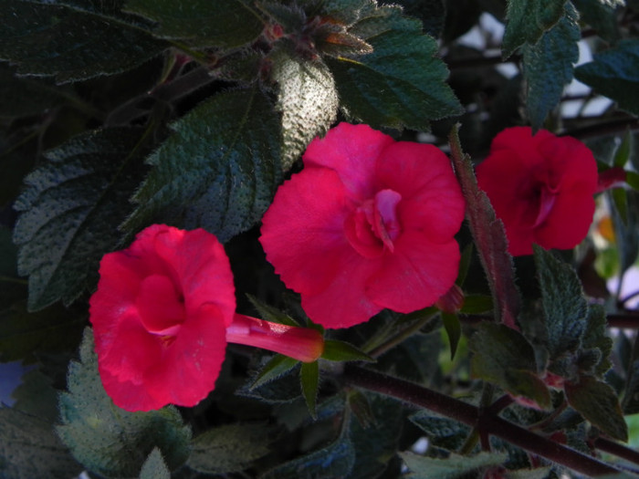  - Achimenes