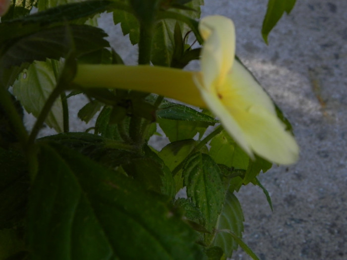  - Achimenes