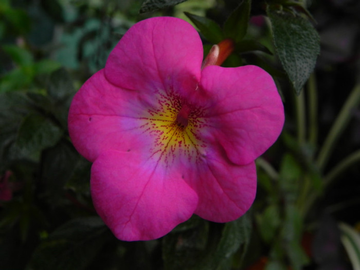 - Achimenes