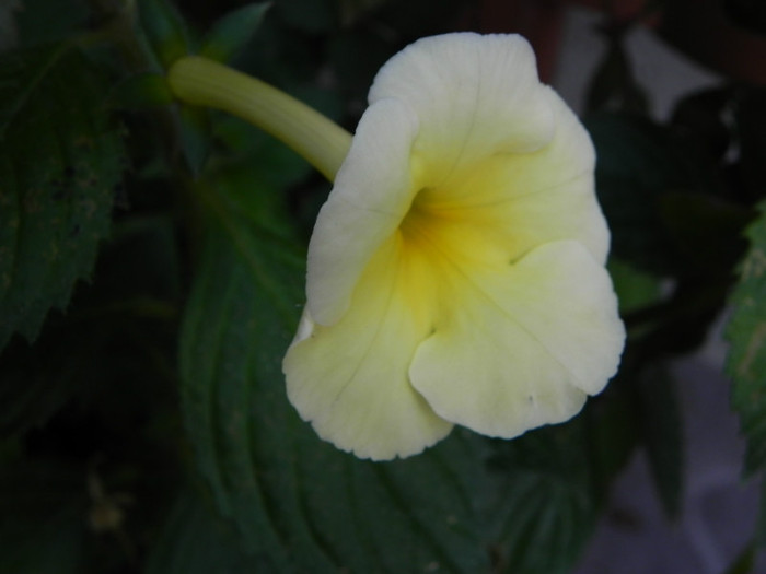  - Achimenes