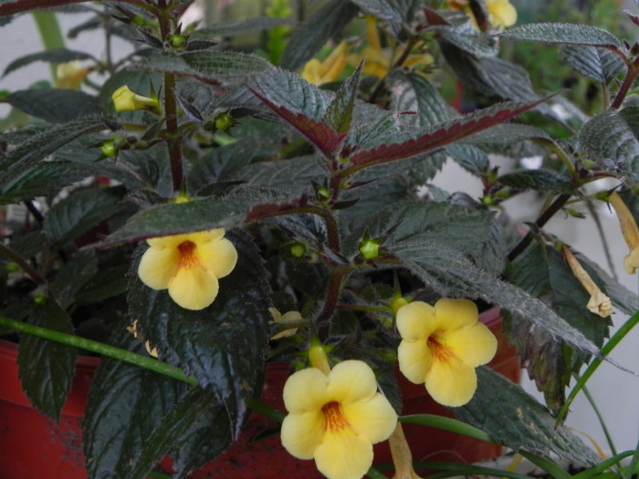  - Achimenes