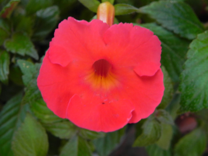  - Achimenes
